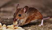 pre-construction-termite-treatment Experts in Brookfield